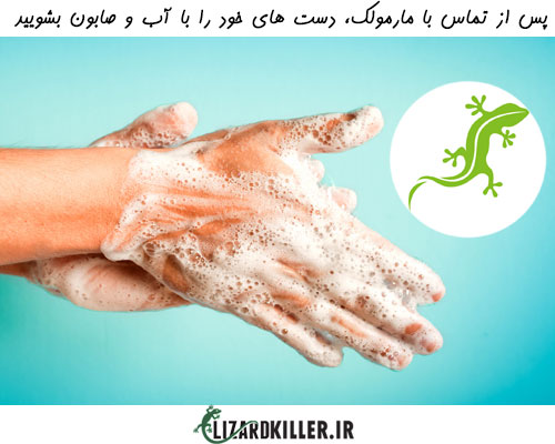 جلوگیری از انتقال بیماری از مارمولک با شست و شوی دست
