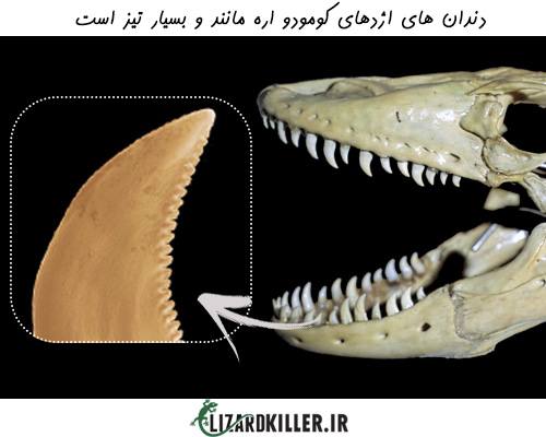ساختار دندان بزرگترین مارمولک جهان