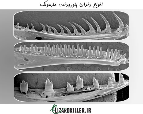 شکل انواع دندان پلورودنت مارمولک ها